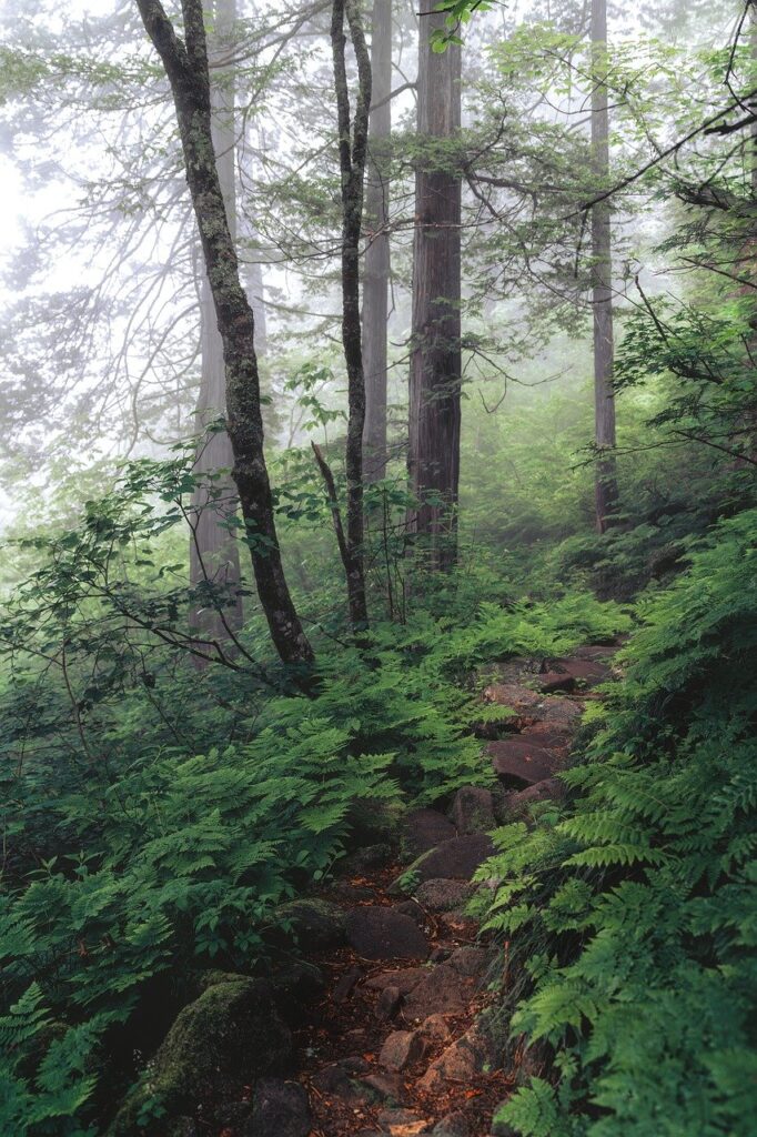 trail, foliage, nature-8117575.jpg